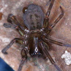 Amaurobius ferox