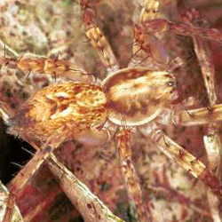 Argyroneta aquatica