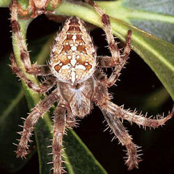 Araneus diadematus