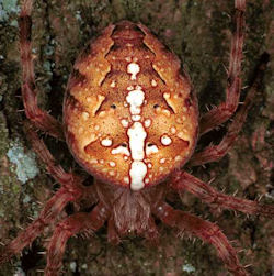 Araneus diadematus