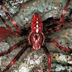 Araneus diadematus