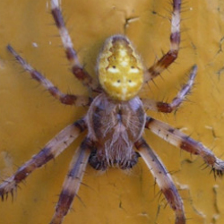 Araneus quadratus