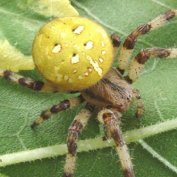 Araneus quadratus