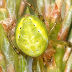 Araniella cucerbinata
