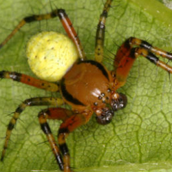 Araniella cucerbinata