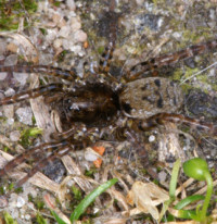 Arctosa leopardus