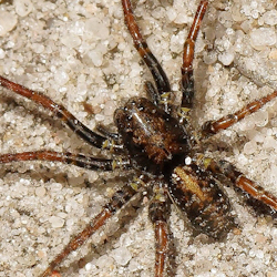 Arctosa_lutetiana