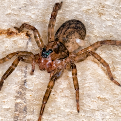 Arctosa villica