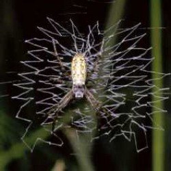 Argiope bruennichi