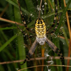 Argiope bruennichi