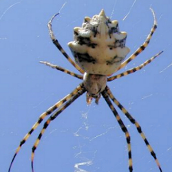 Argiope lobata 