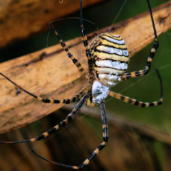 Argiope trifasciata