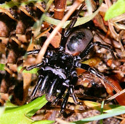 Atypus affinis