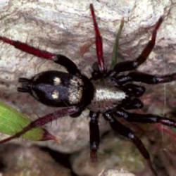 Callilepis schuszteri