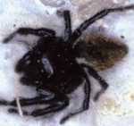 Carrhotus_xanthogramma