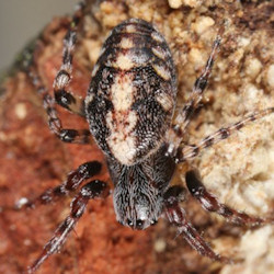 Cercidia prominens