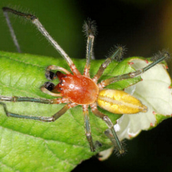 Cheiracanthium erraticum