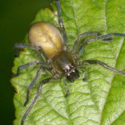 Cheiracanthium erraticum