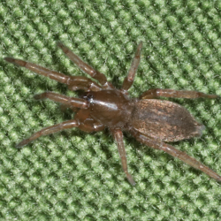 Clubiona brevipes