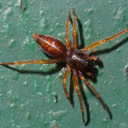 Clubiona comta