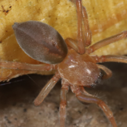 Clubiona diversa