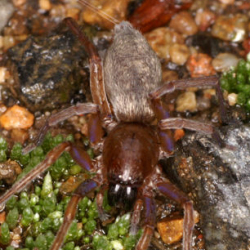Clubiona lutescens