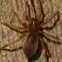 Clubiona lutescens