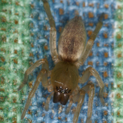 Clubiona terrestris