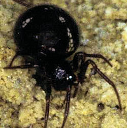 Crustulina guttata
