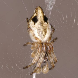 Cyclosa conica