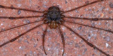 Dicranopalpus ramosus