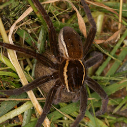 Dolomedes fimbriatus