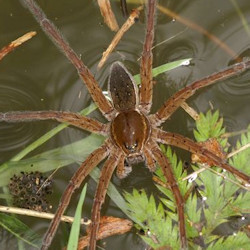 Dolomedes plantarius