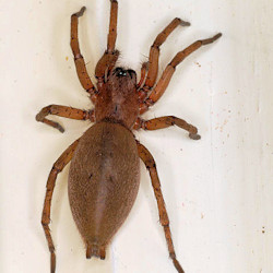 Drassodes lapidosus