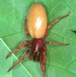 Dysdera crocata