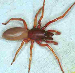 Dysdera crocata