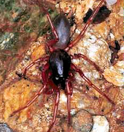 Dysdera erythrina 