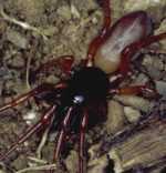 Dysdera sp.