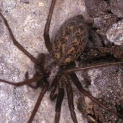 Eratigena agrestis