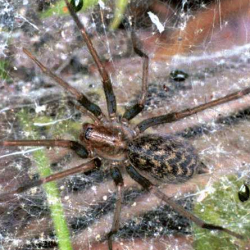 Eratigena atrica