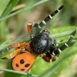 Eresus cinnaberinus