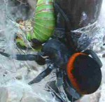 Eresus ruficapillus