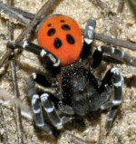 Eresus sandaliatus