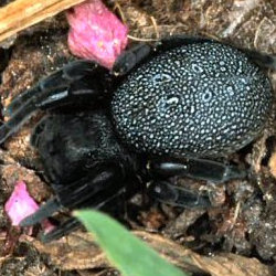 Eresus walckenaerius