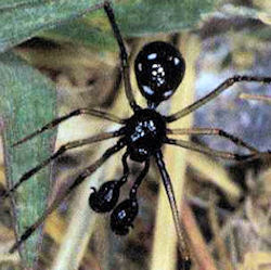 Euryopis quinqueguttata