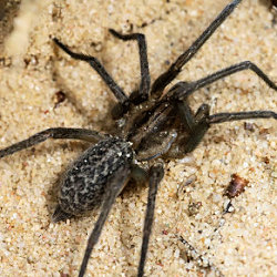 Histopona torpida