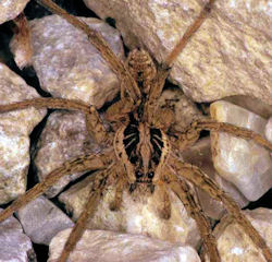 Hogna radiata