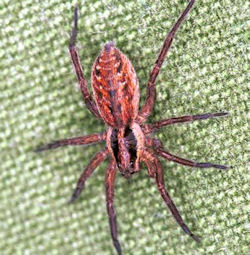 Hygrolycosa_rubrofasciata