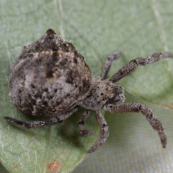 Hyptiotes paradoxus
