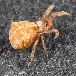 Hyptiotes paradoxus
